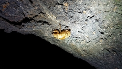 Hyalessa maculaticollis