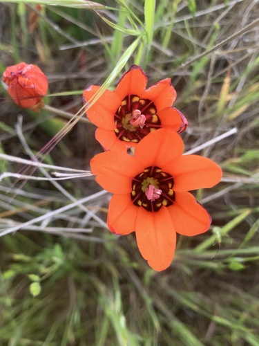 Sparaxis tricolor