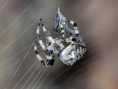 Araneus tartaricus