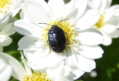 Sehirus cinctus albonotatus