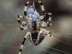 Araneus tartaricus