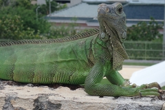 Iguana iguana