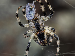 Araneus tartaricus