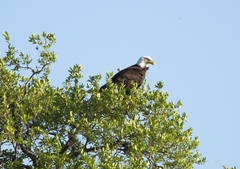 Haliaeetus leucocephalus leucocephalus