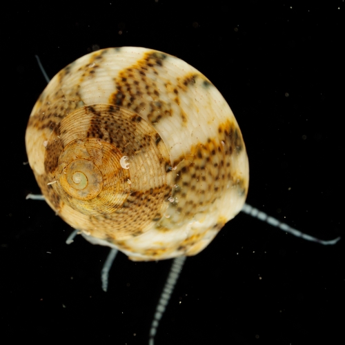 Steromphala varia