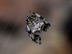 Araneus tartaricus