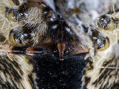 Araneus tartaricus