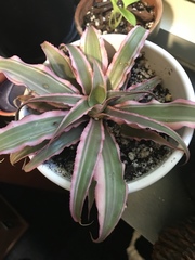 Cryptanthus