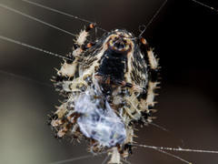 Araneus tartaricus