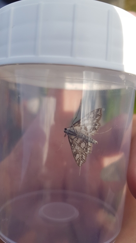 Elophila nymphaeata