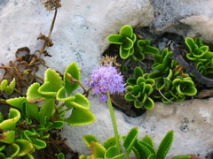 Ageratum maritimum