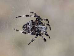 Araneus tartaricus