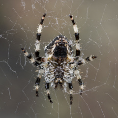 Araneus tartaricus