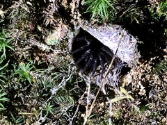 Liphistius malayanus