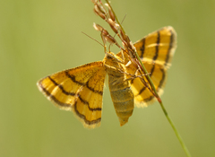 Idaea aureolaria