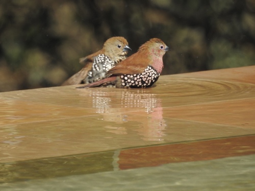 Pink-throated Twinspot (Hypargos margaritatus), photo 6