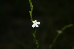 Striga densiflora