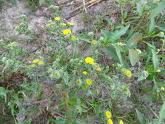 Pulicaria vulgaris