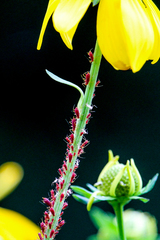 Uroleucon rudbeckiae