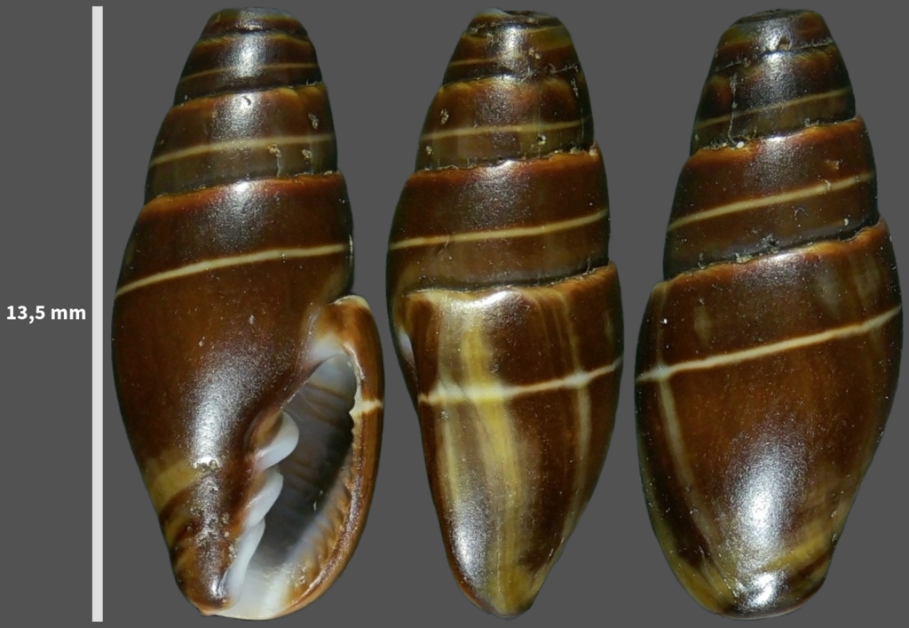 Ebenomitra ebenus
