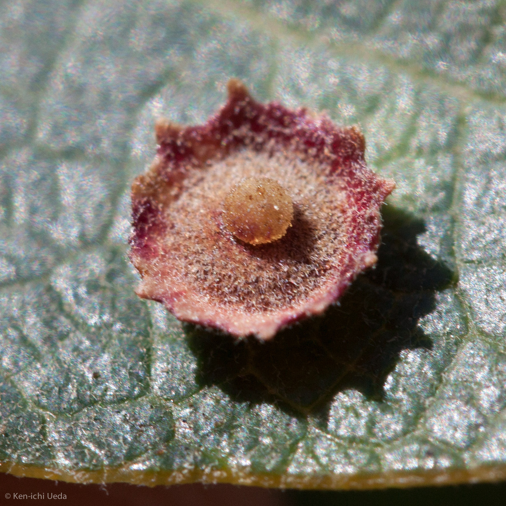 Saucer Gall Wasp