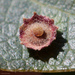 Saucer Gall Wasp - Photo (c) Ken-ichi Ueda, some rights reserved (CC BY)