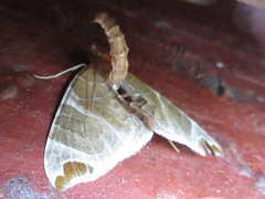 Eulithis ledereri