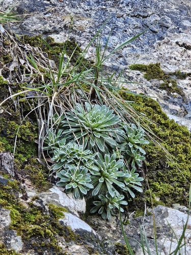 Saxifraga catalaunica, photograph 4
