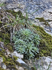 Saxifraga catalaunica, photograph Marco Iboshi, CC BY, iNaturalist via GBIF