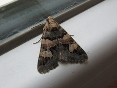 Drasteria sesquilina