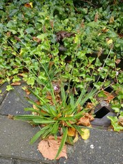 Plantago lanceolata