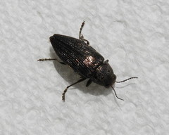 Buprestis lyrata
