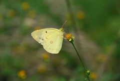 Colias poliographus