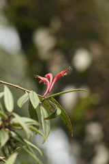 Aeschynanthus perrottetii