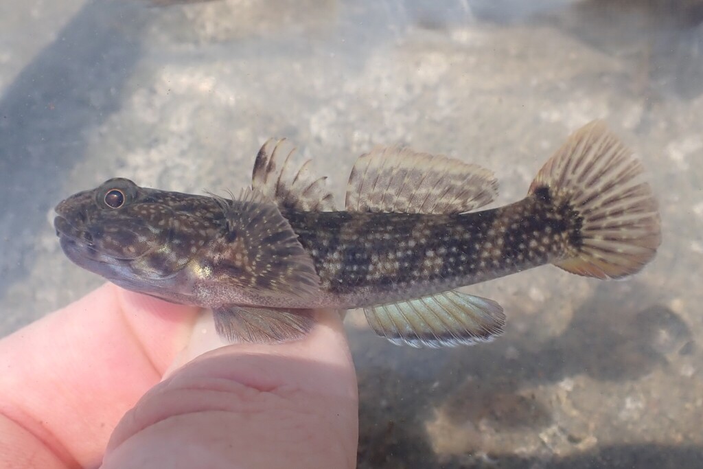 Estuarine Frillfin