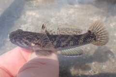 Estuarine Frillfin photo 1
