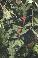 Aeschynanthus perrottetii
