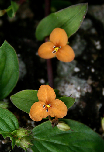 Murdannia versicolor (Murdannia versicolor)