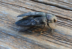 Buprestis lyrata