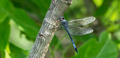 Zygonyx natalensis