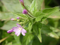 Epilobium alpestre