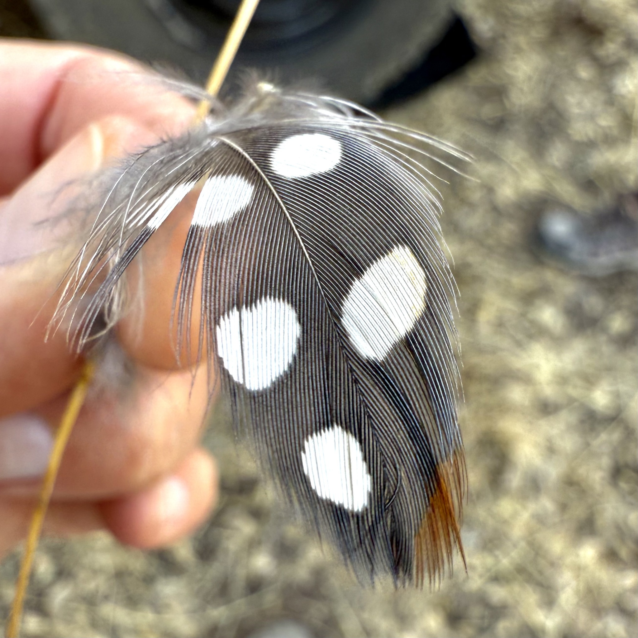 Montezuma Quail (Cyrtonyx montezumae), photo 4