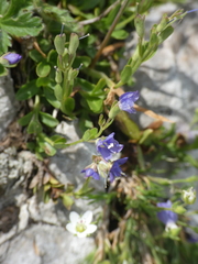 Veronica fruticans