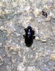 Derosphaerus exularis