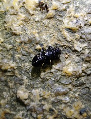 Derosphaerus exularis