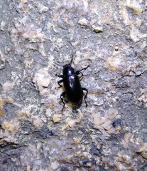 Derosphaerus exularis