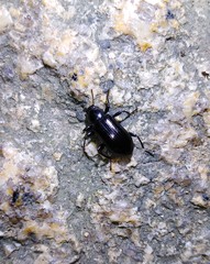 Derosphaerus exularis