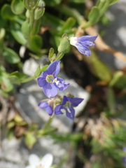 Veronica fruticans