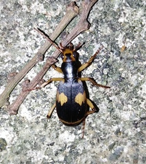 Pheropsophus