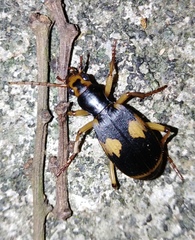 Pheropsophus